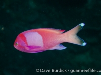 Pseudanthias pleurotaenia (male) (Taiwan)