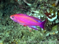 Pseudanthias randalli (male) (Palau)