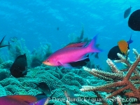 Pseudanthias tuka (male) (Apo Is.)