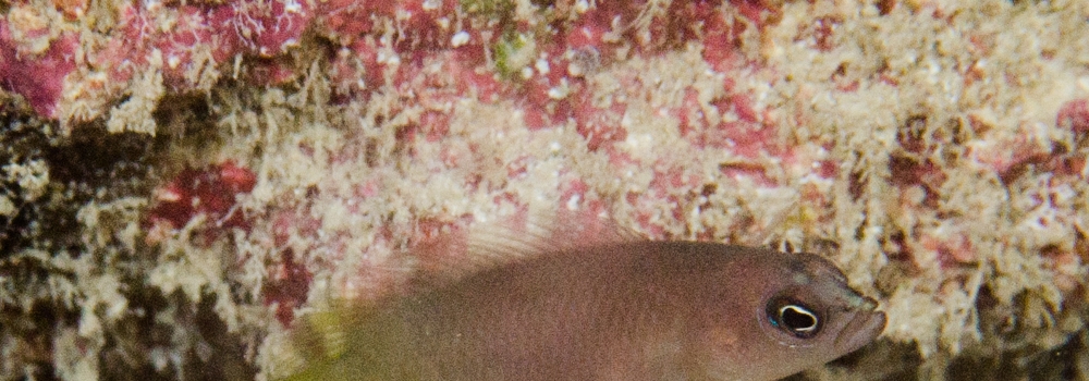 dottybacks