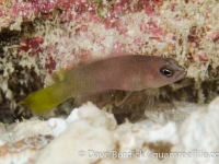 Pseudochromis cyanotaenia (female)