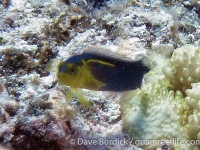 Pseudochromis cyanotaenia (male)