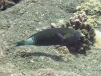 Pseudocoris aurantiofasciata (CNMI)