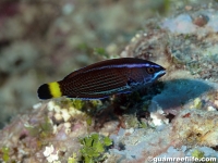 Pseudodax moluccanus