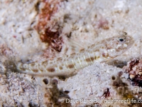 Psilogobius prolatus