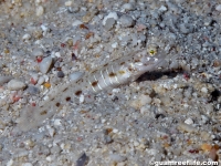 Psilogobius prolatus