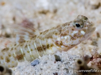 Psilogobius prolatus