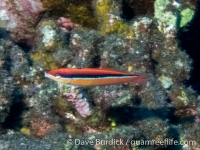 Pseudojuloides sp. A (CNMI)