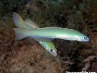 Ptereleotris microlepis