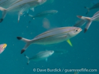 Pterocaesio marri (Raja Ampat)