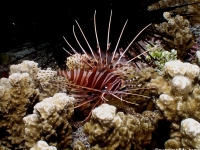 Pterois antennata