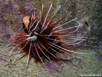 Pterois radiata