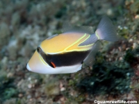 Rhinecanthus rectangulus