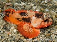 Richardsonichthys leucogaster