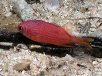 Sargocentron dorsomaculatum