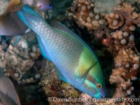 Scarus dimidiatus (TP) (Puerto Galera)