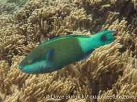 Scarus frenatus (TP) (Raja Ampat)