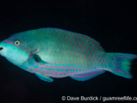Scarus globiceps (TP) Scarus globiceps (TP)