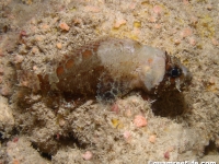 Scorpaenodes parvipinnis