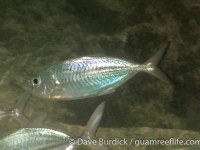 Selar crumenophthalmus