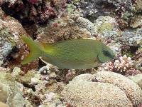 Siganus corallinus (Palau)
