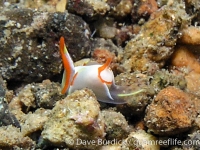 Siphopteron quadrispinosum