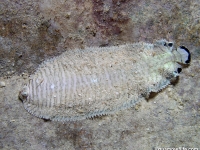 Soleichthys heterorhinos