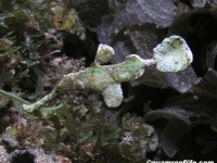 Solenostomus halimeda