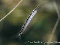 Sphyraena barracuda (juvenile)