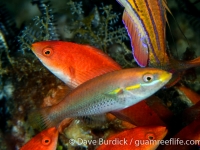 Stethojulis interrupta (Anilao)