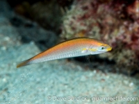 Stethojulis notialis (Puerto Galera)