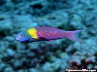 Thalassoma amblycephalum