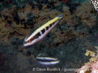 Thalassoma bifasciatum (IP) (Flower Garden Banks)