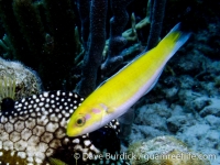 Thalassoma bifasciatum (IP yellow) (Bonaire)