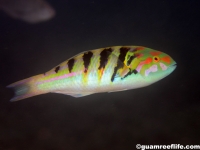 Thalassoma lutescens