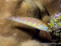 Thalassoma hardwicke (juv.)