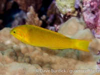 Thalassoma lutescens