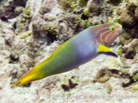 Thalassoma lutescens (TP)