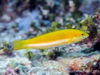 Thalassoma lutescens (sub-adult)