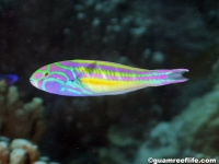 Thalassoma quinquevittatum