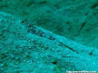 Trachinocephalus myops