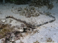 Trachyramphis bicoarctata