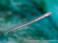Trichonotus elegans