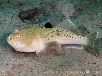 Uranoscopus sulphureus (Puerto Galera)