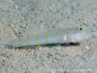 Valenciennea puellaris Valenciennea puellaris