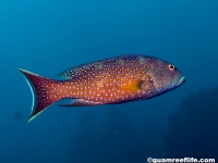 Variola albimarginata