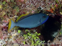 Xanthichthys auromarginatus