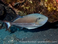 Xanthichthys caeruleolineatus (CNMI)