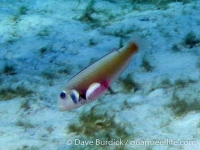 Xyrichtys martinicensis (Bonaire)