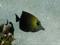 Zebrasoma flavescens x Z. scopas hybrid